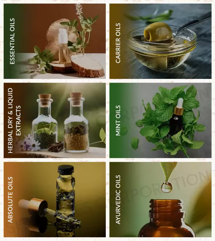 Bhringraj Oil from Traditional Indian Botanical Sources for Personal Care Products Hair Care Blends and Beauty Formulation